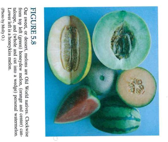 The New World cucurbits are an important staple food crop,