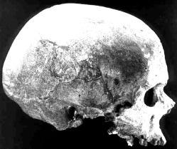 homo heidelbergensis- a species of archaic human w/ a brain size close to that of modern humans (~1500-1800cc s or more) but had a larger face and lived in Africa, Europe and Asia between 800,000 and