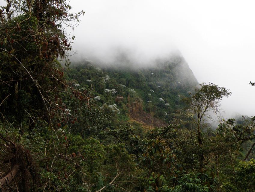 Uncountable wanderers have used the ancient trail that crosses the summit of Abra de Vacas, but hardly any orchid explorers, which promises to reveal more interesting taxa over time.