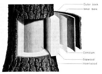 PARTS OF THE TREE