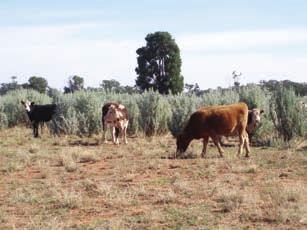 8. Plant data from the Enrich project crude protein Low plant protein levels often limit animal production when livestock graze dry pastures or stubbles.