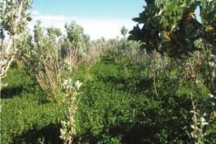 3. Forage shrubs should be part of a mixture Forage shrubs, especially Australian native species, are not