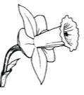 Daffodil Division definitions Trumpet
