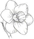Daffodil definitions Trumpet Trumpet/Corona as long or longer than petals.