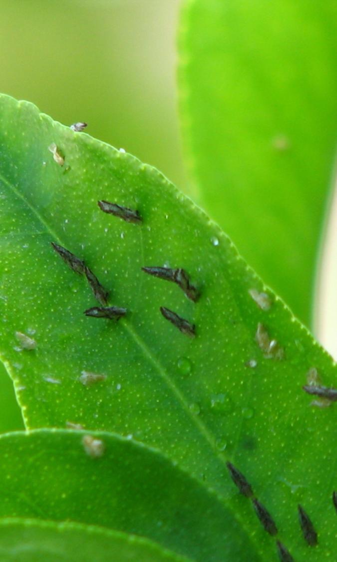 Area Wide Control of ACP > Biological control: Brown Citrus Aphid Citrus Leafminer Citrus Black Fly