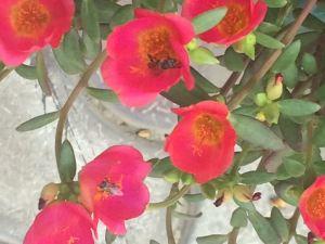 In our college garden variously colored Portulacas are blooming. I was fascinated by the various colours and types and observed their behaviour closely.