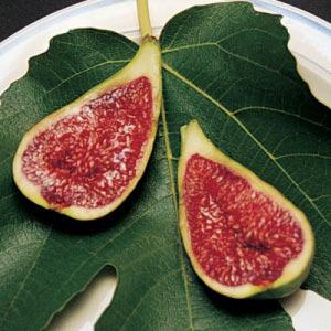 This is the perfect fig to grow outdoors in warmer zones or to use as a winter houseplant and summer outdoor patio plant in colder zones. Let's grow figs right across Canada! 7-10 Shrubs p.