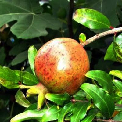 Punica granatum 'Salavatski' Lythraceae (The Loosestrife Family) Punica 'Salavatski' is the hardiest pomegranate cultivar.