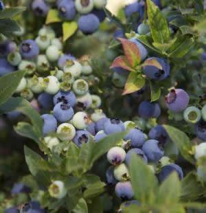 Vaccinium BrazelBerry 'Jelly Bean' Ericaceae (The Heath Family) One of the hottest edible plants, Brazelberries are dwarf fruit bushes that can be grown in containers or in the garden.