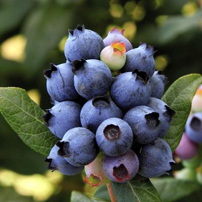 Brazelberries are dwarf fruit bushes that can be grown in containers or in the garden. 'Peach Sorbet' is a four season show stopper.
