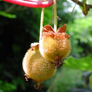 Actinidia deliciosa Vines p. 15 Kiwi 7-9 This is the species that brings you kiwi fruit! A.