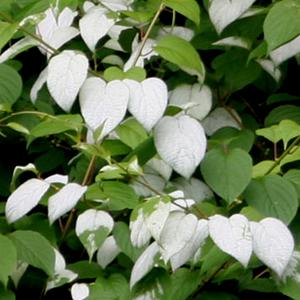 H 15-25' W 5-8' Spring Full - Part Actinidia polygama 'Hot Pepper' Silver vine grows in the mountains of Asia and gets its name from the leaves which develop bold silver colouration.