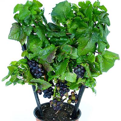 16 Male Silver Vine (Kiwi) 3-9 H 6-10' W 3-5' Spring Full - Part Vitis Pixie Grape 'Cabernet Franc' Vitaceae (The Grape Family) The new Pixie Grapes are dwarf grape vines for containers that will