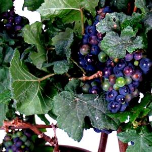 'Cabernet Franc' is one of the famous red grapes used in Bordeaux.
