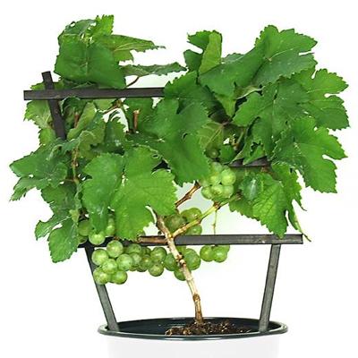 Vitis Pixie Grape 'Riesling' Vitaceae (The Grape Family) The new Pixie Grapes are dwarf grape vines for containers that will produce fruit in their first year and forever more after that.
