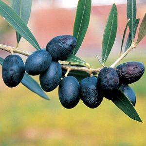 Olea europaea 'Universal' Oleaceae (The Olive Family) From the Nikita Botanic Garden in the Ukraine comes this valued olive