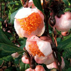 4 Camellia sinensis Blushing Maiden Theaceae (The Tea family) This hardier selection of 'Rosea' is similar to 'Tea Breeze' but with pink flowers.