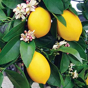 Citrus 'Eureka' Rutaceae (The Citrus Family) 'Eureka' lemon is a great, tart lemon perfect for cocktails and cooking. Grow your own citrus and gain significant bragging rights over your friends.