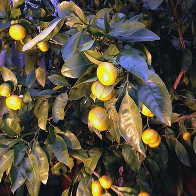 9 Buddha's Hand Citrus reticulata 'Owari' H 4-6' W 3-5' Spring - Summer Satsuma Mandarin Rutaceae (The Citrus Family) 8-11 Citrus reticulata Owari is a satsuma mandarin orange that is hardy
