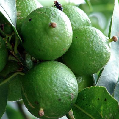 Citrus x aurantifolia Shrubs p. 7 Thornless Key Lime Rutaceae (The Citrus Family) 9-11 Thornless Key lime (Citrus x aurantifolia) is a highly desirable lime - especially for pies!
