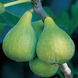 It produces brown, medium-sized fruit in summer with a rich, sweet flavour.