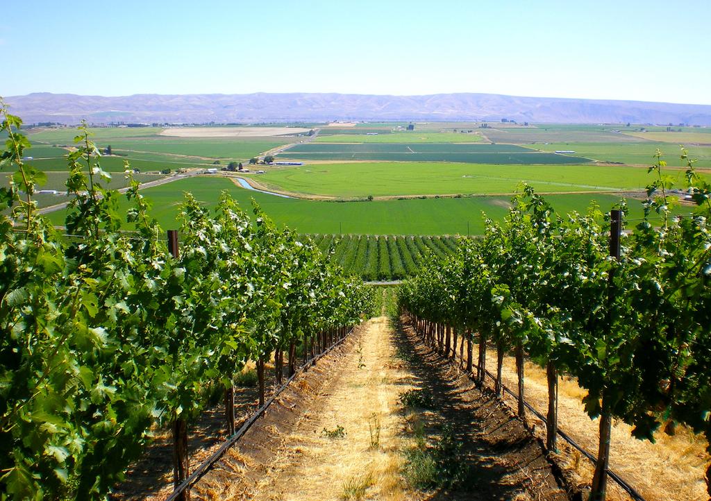ABOUT YAKIMA VALLEY WINE COUNTRY Home to over 120 wineries and five American Viticulture Areas (AVA s) in just 70 short miles, the Yakima Valley contains more than 17,000
