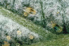Two sponed spider mites Heavy