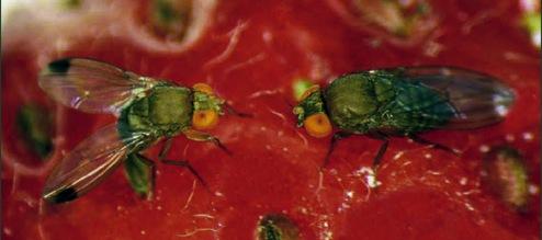 Spotted wing Drosophila: Damage Photo by Bev Gerdeman, Washington State Univ.