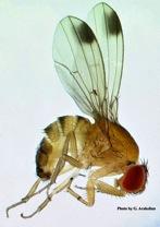 Spotted wing Drosophila: Life cycle Larvae feed inside fruit