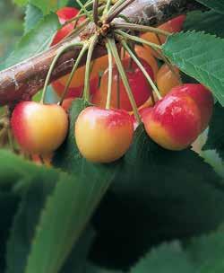 ) 12/cs Cherry Medley Mix A mix of Bing, Rainier & Columbia River Tart cherries