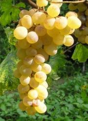 Materials and methods The grapes used for the