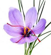 Tepals Crocus sativus L.