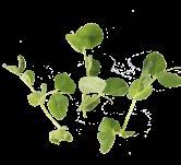 combination of cumin, cilantro,