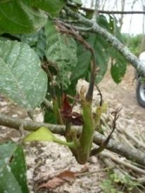 The Cocoa Tree Quality Disease control Chemical control