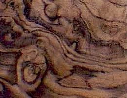 Western walnut species are prized by woodworkers for the marbled patterns within the wood where logs, stumps, and burls from these trees are traded regularly, albeit on a small scale, by lumber