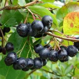 Prune heavily in winter to maintain thick cover. Fruit eaten by wildlife. Considered Nature s Medicine Chest. Berries can be made into juice, syrup, cough drops, and wine. oil p: 6.
