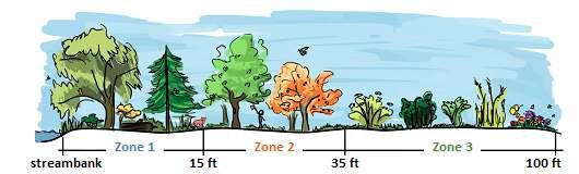 ZONE 3 Floral and Woody Plant pecies The working part of your buffer mechanical planting and harvesting of crops that capture, process, and remove excess nutrients from upland runoff.