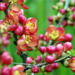 ZONE 3 floral & woody plant species Flowering Quince Chaenomeles speciosa Red-Osier Dogwood Cornus sericea oil p: Wide range Flowers: Mar Apr oil Type: Clay, loam, sand Fruit: Fall ight: Full sun