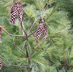 ZONE 1 tree & shrub species Eastern White Pine Pinus strobus Northern picebush indera benzoin oil p: 4.0 6.