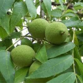 ZONE 2 fruit & nut producing species Black Walnut Juglans nigra oil p: 5.5 8.