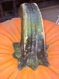Powdery Mildew in Cucurbits and High Tunnel Tomatoes from Sally Miller, Professor-Agriculture and Natural Resources, The Ohio State University, Department of Plant Pathology 6 We are finding powdery