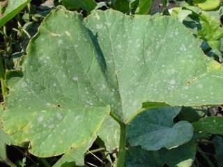 The fungus that causes cucurbit powdery mildew does not overwinter in Ohio, so the disease does not appear until spores arrive on wind currents from warmer growing areas.