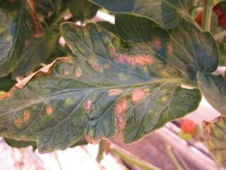 Powdery Mildew in Cucurbits and High Tunnel Tomatoes Continued.