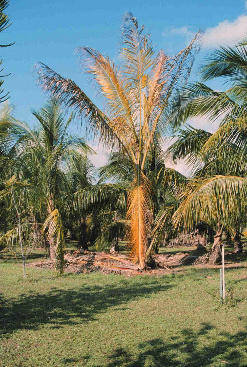 Lethal Yellowing (LY) of Palm 3 Foliage discoloration For tall-type coconut cultivars, the next symptom is a yellowing of the foliage, begining with the lowest (oldest) leaves and progressing upward