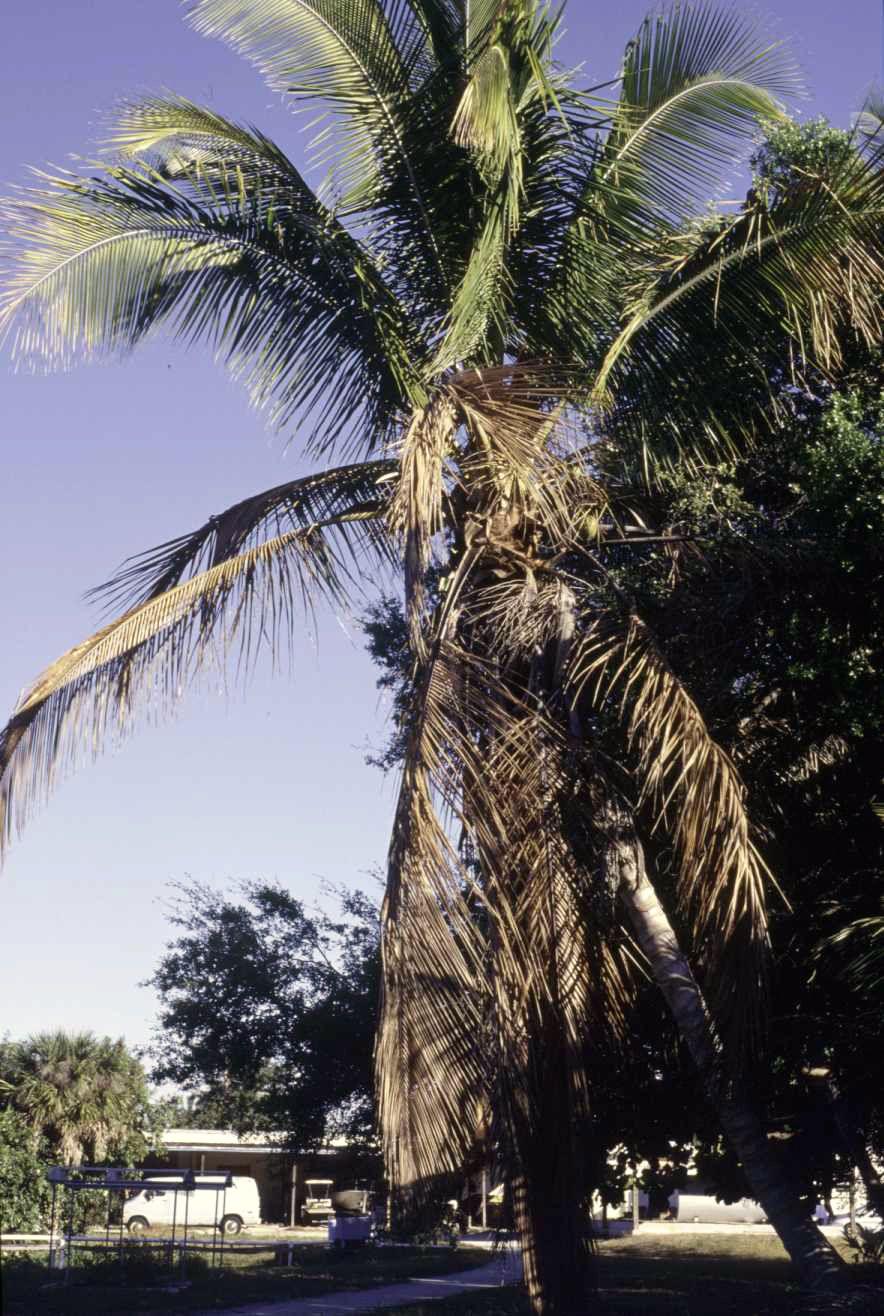 Harrison For most palm species, including coconuts, death of the apical meristem usually occurs when one-half to two-thirds of the crown has become yellow or brown.