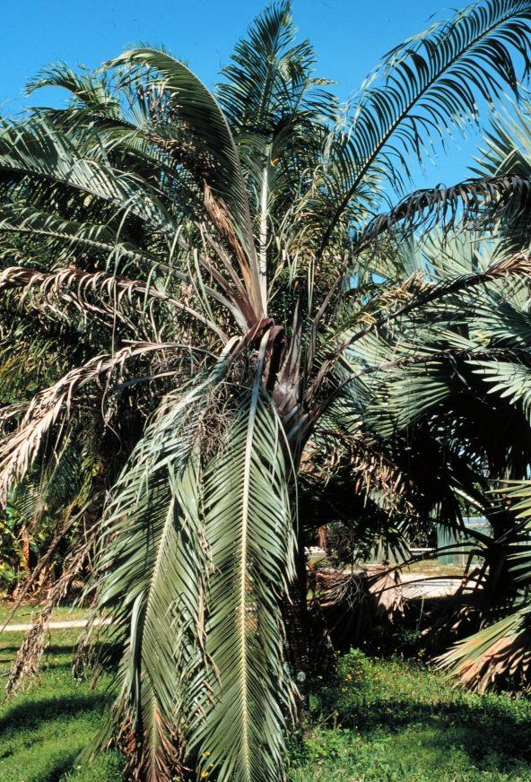 Lethal Yellowing (LY) of Palm 6 Figure 11. Foliar browning symptoms of Lethal Yellowing on Dypsis decaryi. Credits: N.A. Harrison Figure 13.