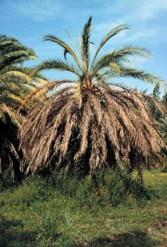 Symptomatic palms with >25% discolored leaves should be removed, since they are unlikely to respond to OTC treatment.