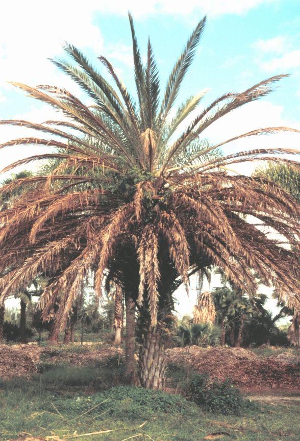 The antibiotic can also be used preventively to protect palms when LY is known to occur in the area. The amount recommended depends on the size of the treated palm.