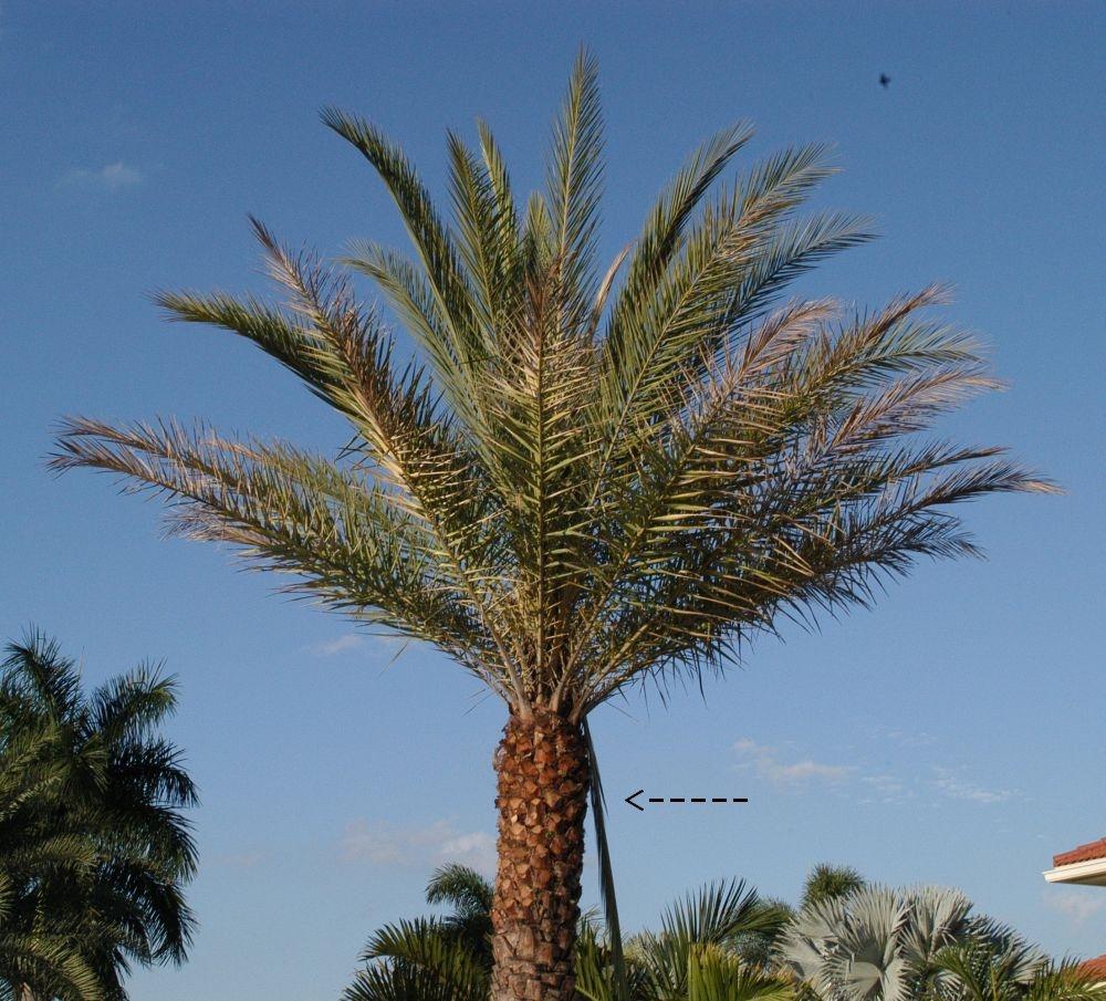 Lethal Yellowing (LY) of Palm 7 sufficient losses over time that they are not recommended for widespread landscape use in areas where LY is known to occur.