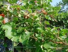 grape vines showing (A)